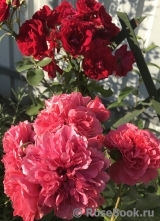 Rosarium Uetersen Rosarium Uetersen