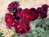 Black Beauty Black Beauty