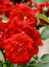 Amadeus Amadeus