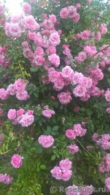 Chaplin's Pink Chaplin's Pink