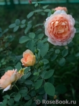 Lady of Shalott Lady of Shalott