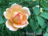 Lady of Shalott Lady of Shalott