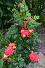 Starlet®-Rose Carmen® Starlet®-Rose Carmen®