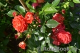 Starlet®-Rose Carmen® Starlet®-Rose Carmen®