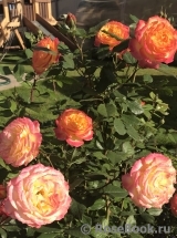 Gartenspass ® Gartenspass ®