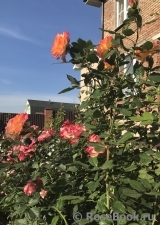 Gartenspass ® Gartenspass ®