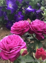 Heidi Klum Rose Heidi Klum Rose