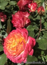 Gartenspass ® Gartenspass ®