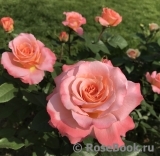 Augusta Luise Augusta Luise