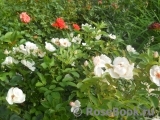 Jacqueline du Pre Jacqueline du Pre