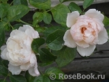 Generous Gardener, The Generous Gardener, The
