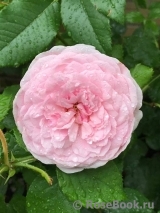 Olivia Rose Austin Olivia Rose Austin