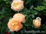Lady of Shalott Lady of Shalott