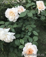 Crocus Rose® Crocus Rose®