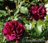Darcey Bussell Darcey Bussell