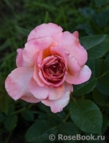 Augusta Luise Augusta Luise