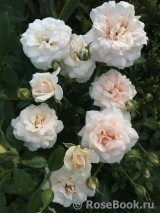Pride and Prejudice Pride and Prejudice