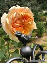 Apricot Sky ® Apricot Sky ®