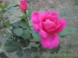 Pink Peace Pink Peace