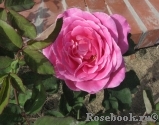 Pink Peace Pink Peace