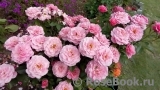 Tickled Pink Tickled Pink