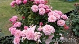 Tickled Pink Tickled Pink