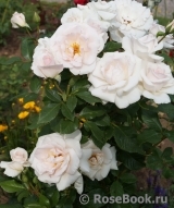 A Whiter Shade Of Pale A Whiter Shade Of Pale
