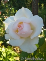 Chandos Beauty Chandos Beauty