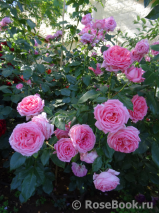 La Rose de Molinard ® La Rose de Molinard ®