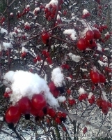 Rosa glauca Rosa glauca