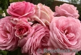 Rosengräfin Marie Henriette Rosengräfin Marie Henriette
