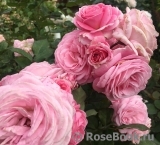 Rosengräfin Marie Henriette Rosengräfin Marie Henriette