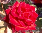Black Prince  