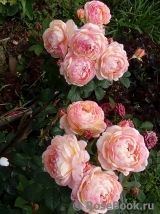 Rosomane Janon