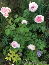 Olivia Rose Austin Olivia Rose Austin