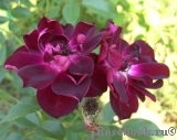 Burgundy Ice Burgundy Ice