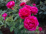 Rosier Rose Lalande de Pomerol ® Rosier Rose Lalande de Pomerol ®