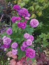 Heidi Klum Rose Heidi Klum Rose