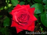 Red Star Red Star