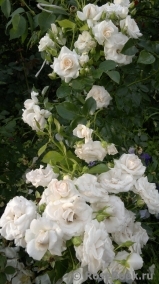 Aspirin Rose Aspirin Rose