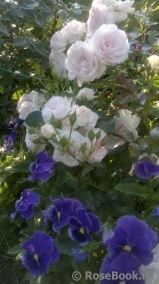 Aspirin Rose Aspirin Rose