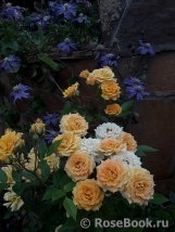 Yellow Clementine Yellow Clementine