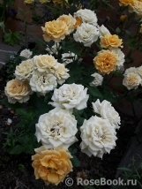 Yellow Clementine Yellow Clementine
