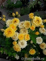 Yellow Clementine Yellow Clementine