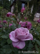 Violette Parfumee Violette Parfumee