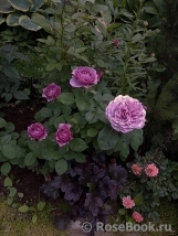 Lavender Ice Lavender Ice