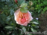 White Fox Rose White Fox Rose