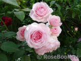 Olivia Rose Austin Olivia Rose Austin