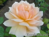 Grace® Grace®