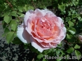 English Garden® English Garden®